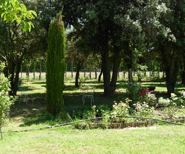 Le parc avec des chênes et des oliviers