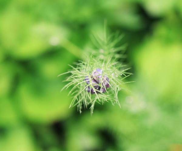 ferme bouton fleur