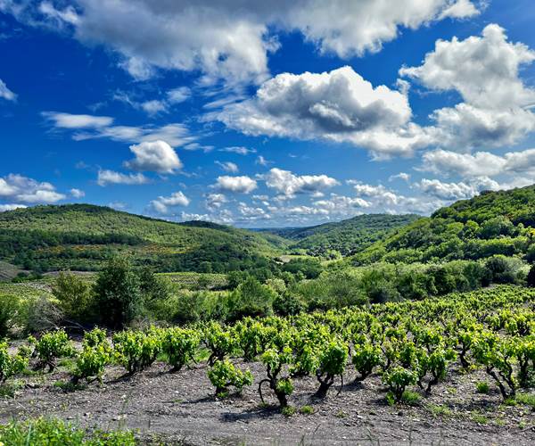 Gites Corbieres20
