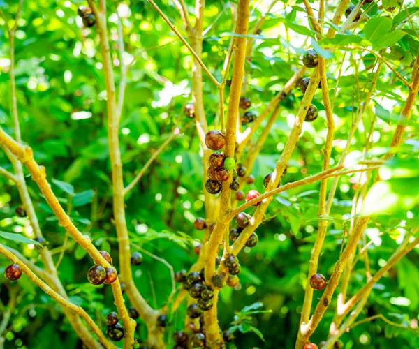 Bitasyonbio (20)