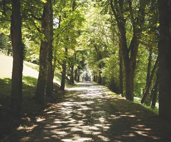 Allée principale bordée d'arbres
