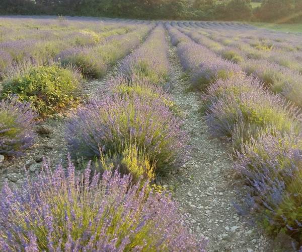 vue sur la lavande