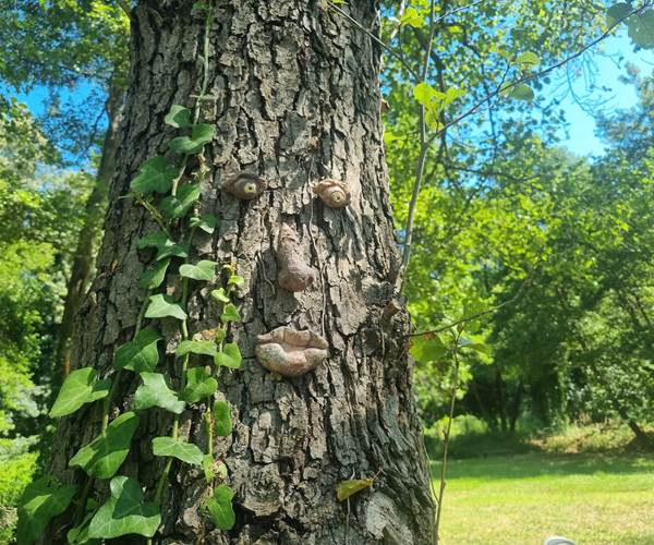 GITES TERRA DI A BRAVONA PARC 4