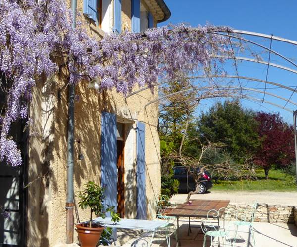 La glycine en fleur au printemps Mas la vitalis