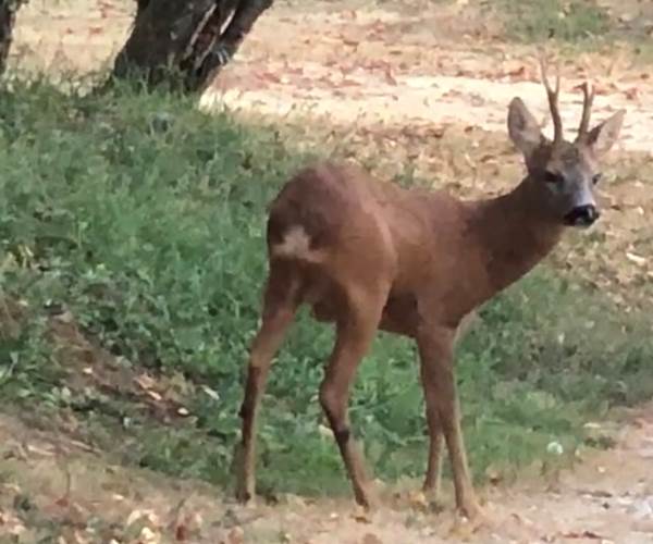 Un chevreuil devant la maison
