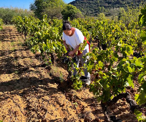 vendanges 2023