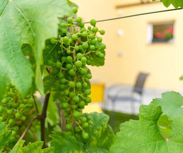 vignoble alsace les ambrades