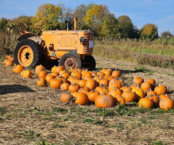 Citrouilles à Leernes