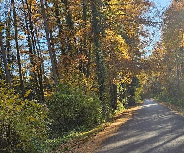 Le chemin menant à Hourpes et traversant le Bois des Waibes