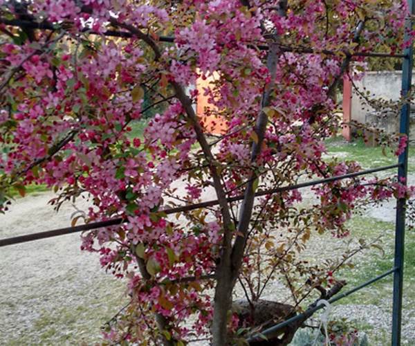Le pommier fleuri au printemps