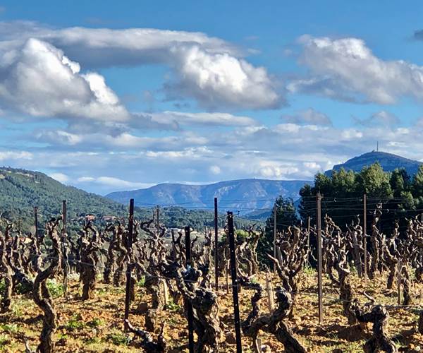le vignoble en hiver