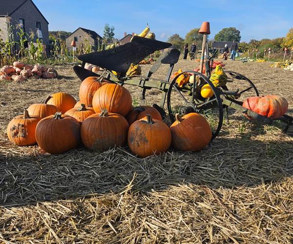 préparer Halloween à la Ferme du Maustichi