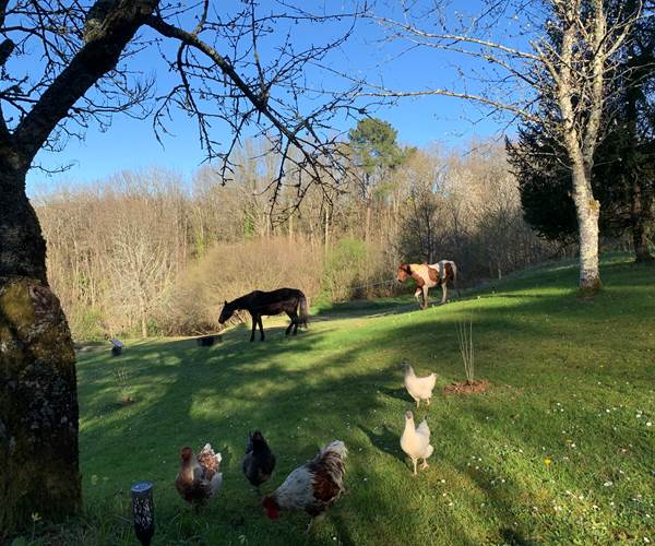 juments et poules vivent en harmonie