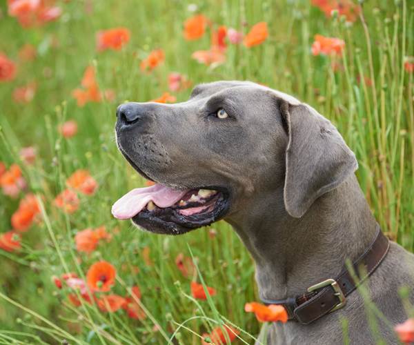 ®GitesLaFermeduParc_Geri_dog