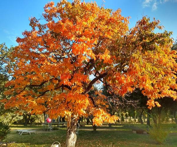 Le plaqueminier à l'automne
