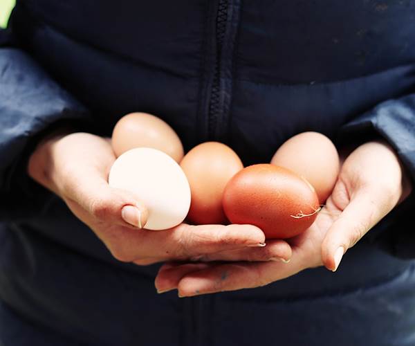 Ferme - oeufs