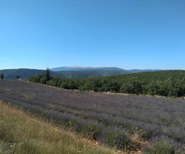 La lavande en fleurs en juillet