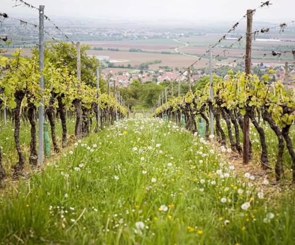 vignoble alsace