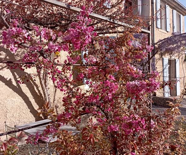 Pommier fleuri au printemps Mas la vitalis