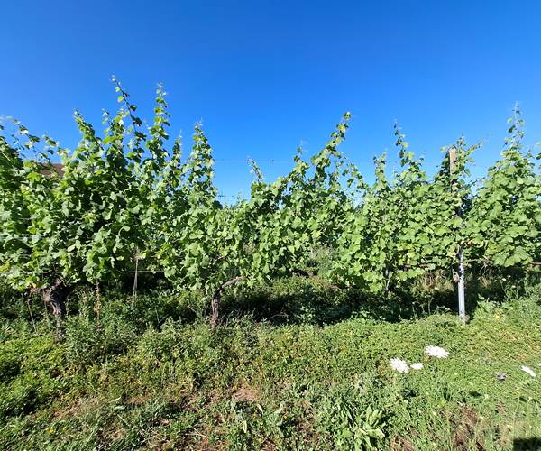 riesling