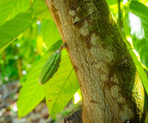 Bitasyonbio (21)