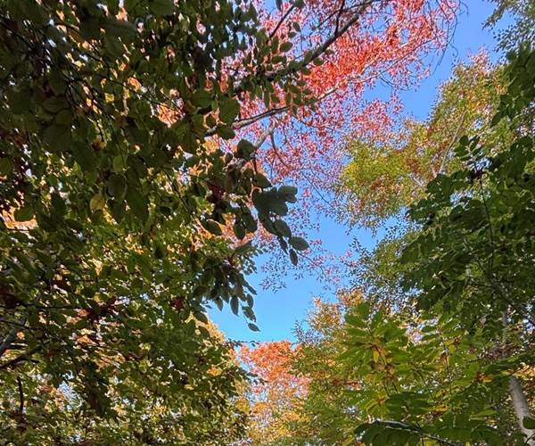 Bois des Waibes à Thuin