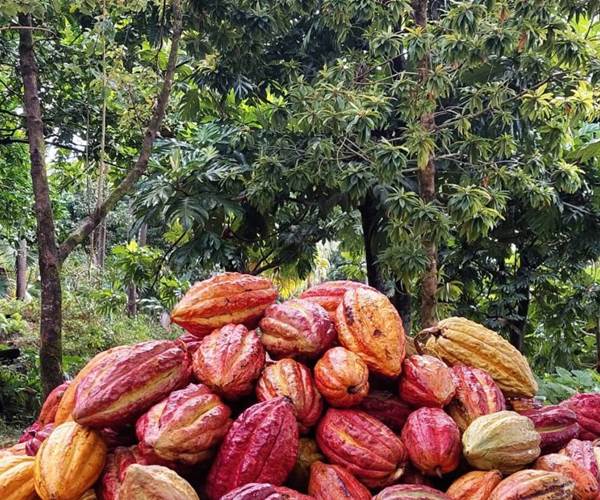 BD_PNRun_Recolte de cacao (c) Bitasyon