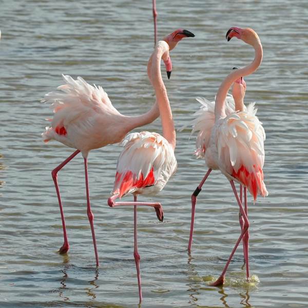Flamants roses de Camargue - Beaute´ et e´le´gance des oiseaux emble´matiques-photo-gallery