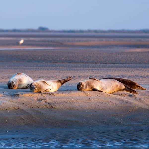 Rencontre avec les phoques-photo-gallery