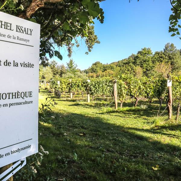 Visite dans la vignothèque.-photo-gallery