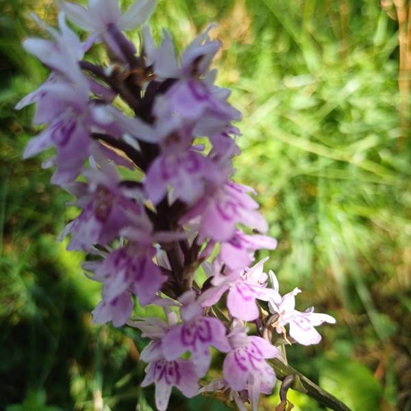 Orchidée au cirque de Gavarnie-photo-gallery