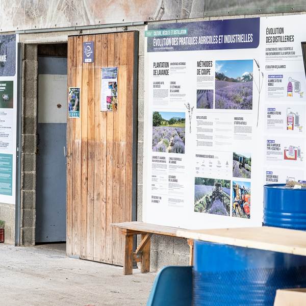 Présentation d’un panneau explicatif sur la lavande et le lavandin-photo-gallery