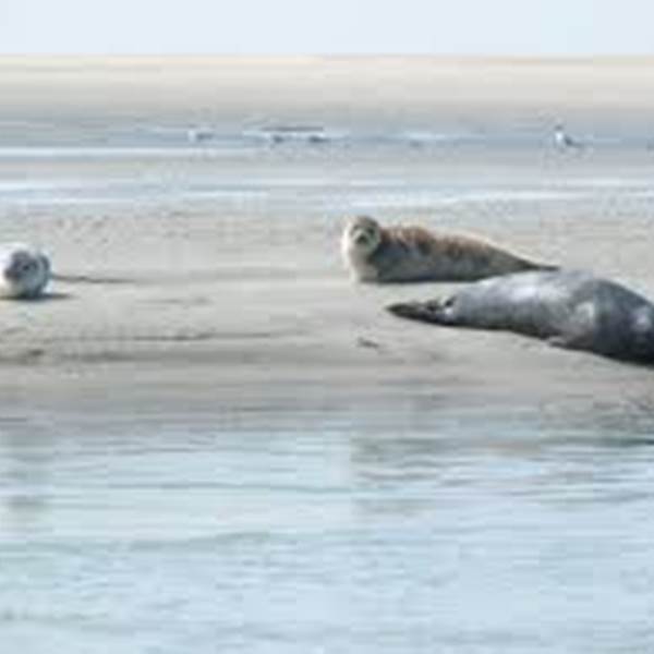 Phoques Berck sur mer / Locations de velos electriques-photo-gallery