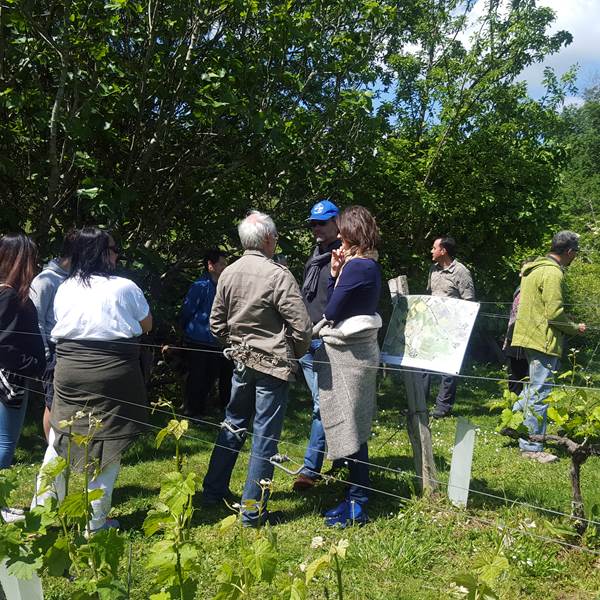 VISITE VIGNE-photo-gallery
