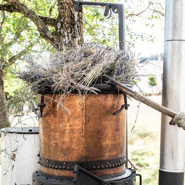 D4V_2025.07.08_Distillation Andre´-03-photo-gallery