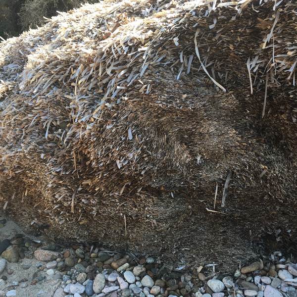 Abbartello canoe de mer kayak paddle Corse banquette de posidinie-photo-gallery