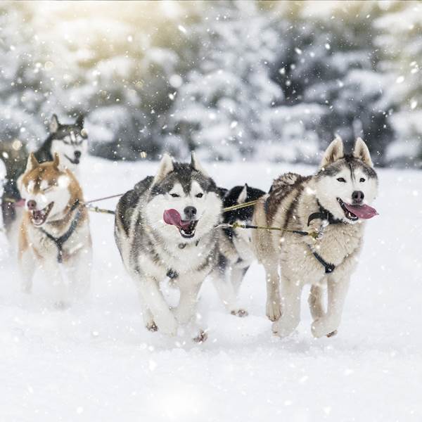 Chiens de traineau  YOUCAMP-photo-gallery