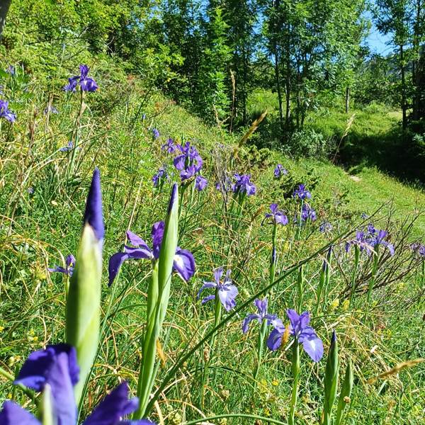 Un champ d'iris a Gavarnie-photo-gallery
