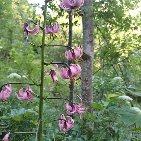 lys martagon gavarnie-photo-gallery