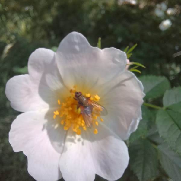 Fleur et insecte a Gavarnie-photo-gallery