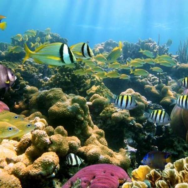 jardins-de-la-mer-sainte-anne-photo-gallery