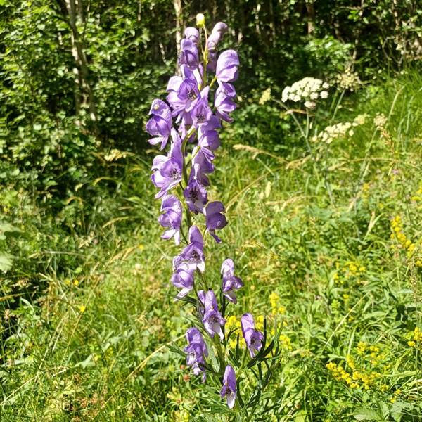 aconit casque de Jupiter-photo-gallery