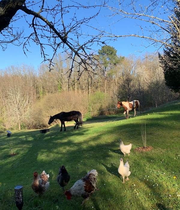 Les juments et les poules sont autour du gîte