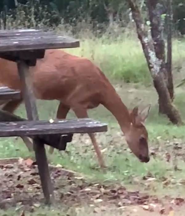 Un chevreuil devant la maison
