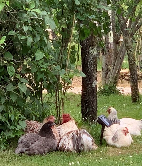 Les poules