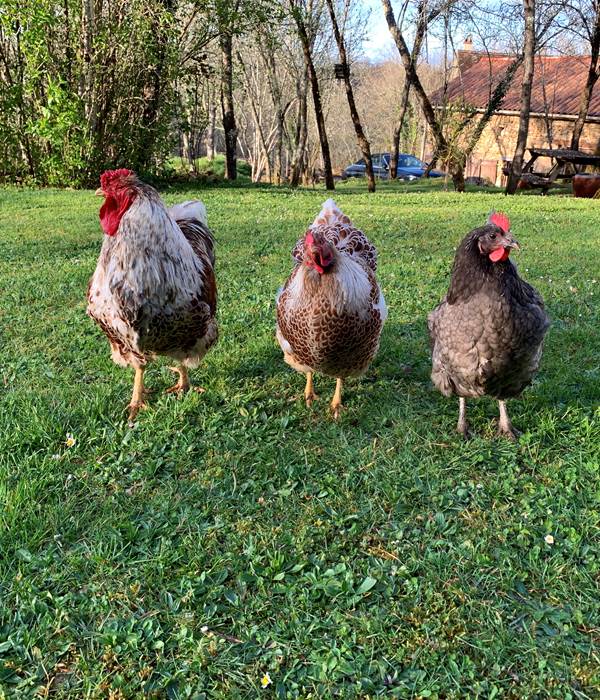 les poules