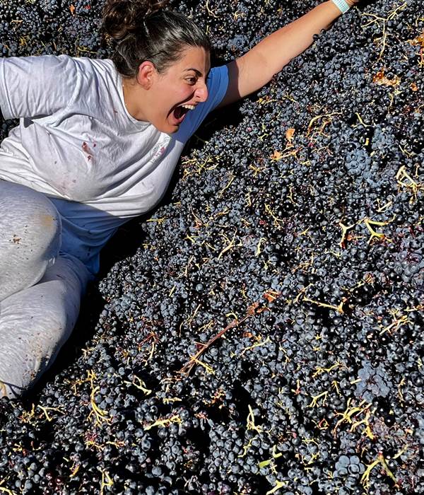 les carignans font leur star !