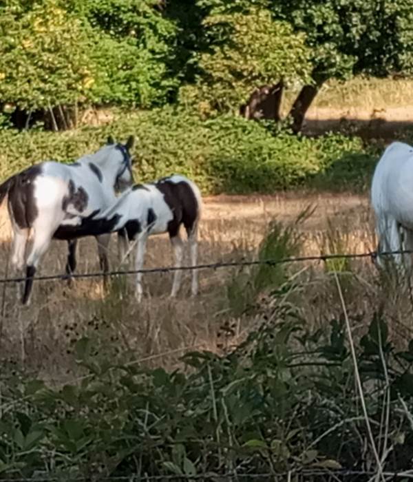 IriSh cob? Un bon petit déjeuner
