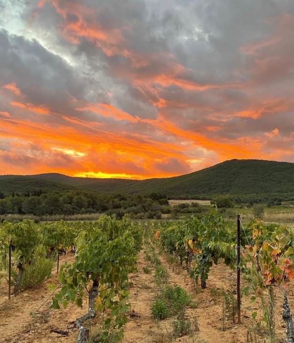 lever de soleil à la vigne