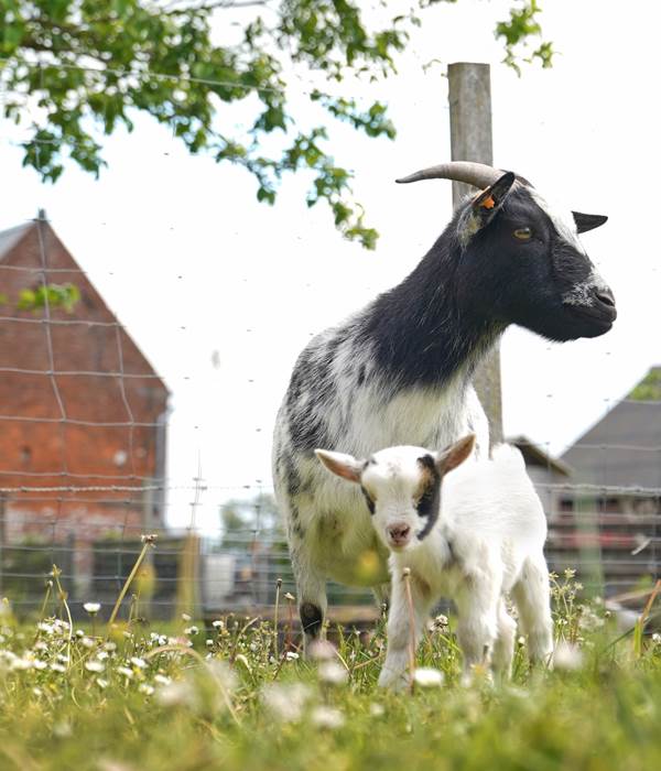SIQ04445